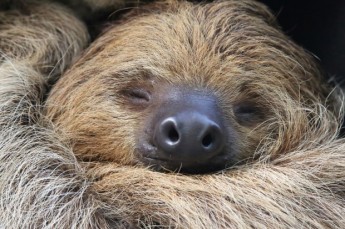 Close-up view of a Two-toed sloth (Choloepus didactylus)
